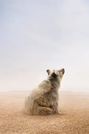 Being Here Bear Commander Vite