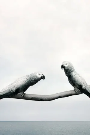 Grounded Gray Parrots Livraison Gratuite