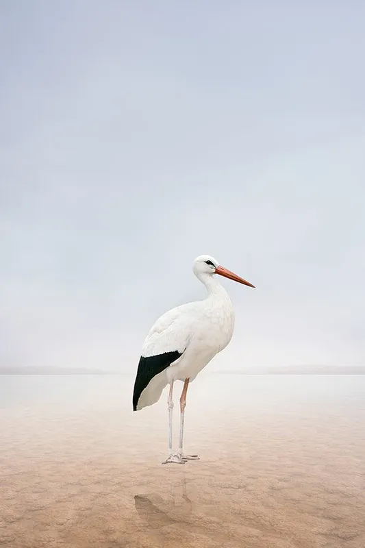 Stillness Stork Vente Flash
