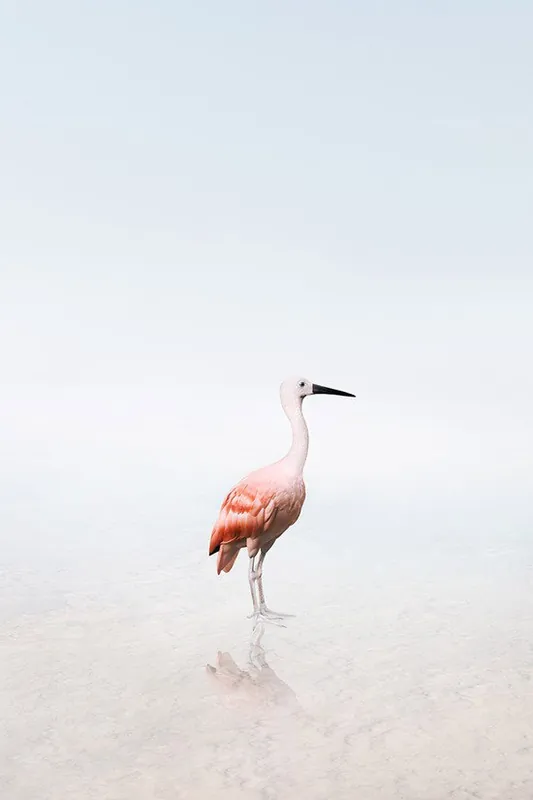 Offre Du Jour Surrender Scarlet Ibis
